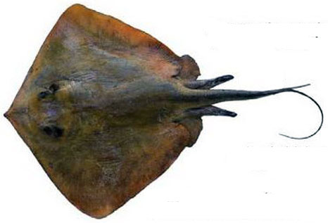 Dasyatis pastinaca09.jpg